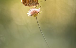 12-Jesús Crespo Masferrer-Papallona