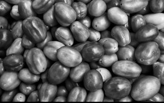 20-Adolfo Garcia Bastard-101-Tomaquets Cherry