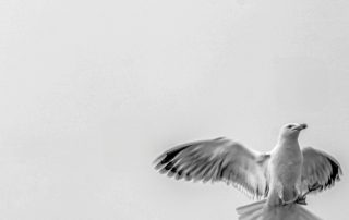 23-Pep Vinyals-Esperit Sant