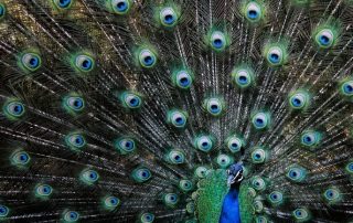 5-Albert Cañellas Xarau-110-Paó reial