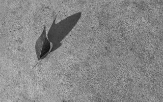 7-Esperança Sanz Marin-El vent