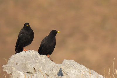 Reunión Grup de Natura / 18/02